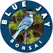 Blue Jay Bonsai