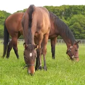 日々の競馬観戦