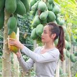 Tuyến - Garden Harvest