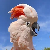 Barney The West Coast Cockatoo