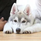 フィン君ブログ Siberian husky