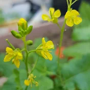 Munni's Kitchen Garden