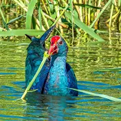 Birding & Wildlife Photography- Hila Meyer Izmirli