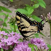 Butterflies & Birds in the Backyard