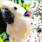 はむぞうちゃんねる-Moluccan Cockatoo-