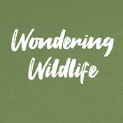 Wondering Wildlife