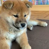 柴犬親子の暮らし