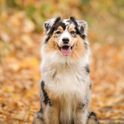 Will Atherton Australian Shepherd Show