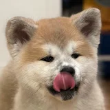 Peppi (Akita Inu, 秋田犬)