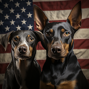 Doberman Pinscher USA