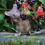 The Mouse family that live by the brambles