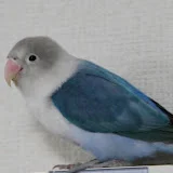 lovebird親父は釣り好き