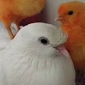 cute birds