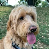 Baxter The Goldendoodle