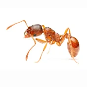 AFG Ant 🐜