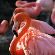Flamingo 8888