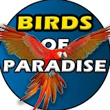 Birds of Paradise