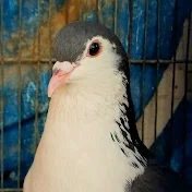 Karachi Pigeons