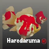 haredaruma channel