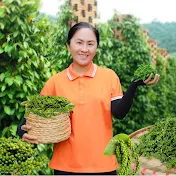 Vietnamese Harvesting