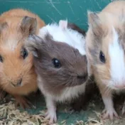 おうちで動物園