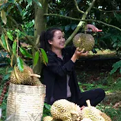 Tieu Lien Harvest