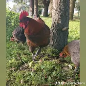 Inyue Chickens & Birds