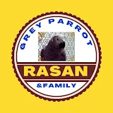 Grey parrot Rasan & family