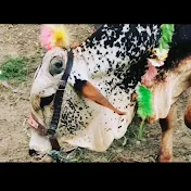 Qurbani Videos