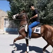 Iranian horse