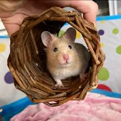 Thehamsterstation