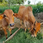 Cows videos