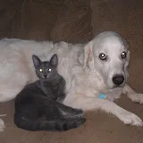 tvforfurbabies