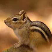 squirrel ASMR