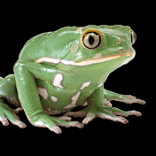 Frog A Real