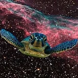 in a turtle's dream