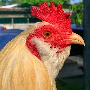 Philippines Gamefowl