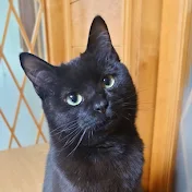 黒猫アクロ -Black Cat Acro-