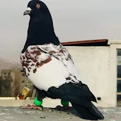 Quetta pigeons