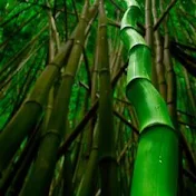 Bamboo Forest