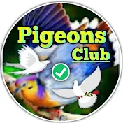 Pigeons Club