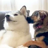 ガウガウくんとポッちゃん / Husky And Rescued Dog