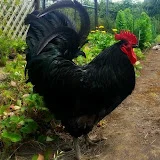 AUSTRALORP