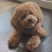 TRUFFLES THE ANGRY POODLE