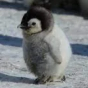 Mystery Penguin