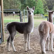 Callando Park Alpacas