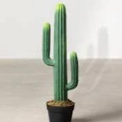 Father cactus
