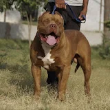 Singh Bulls Kennel Delhi India