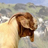 Boer Goat