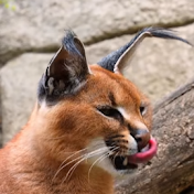 caracal